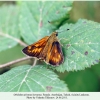 ochlodes sylvanus hyrcanus female3